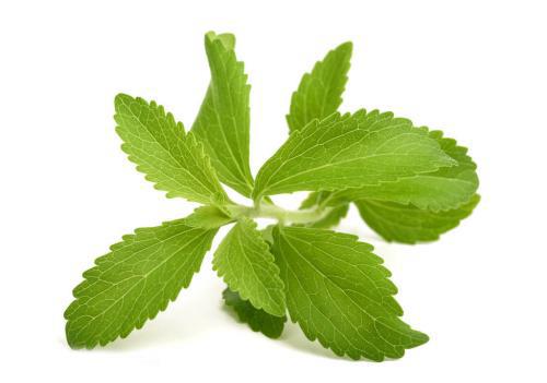 stevia